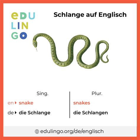 schlange englisch|English translation of Schlange